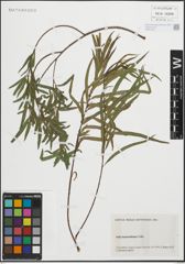 Foto von Salix humboldtiana Willd.